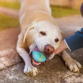 Indestructible Rubber Dog Ball